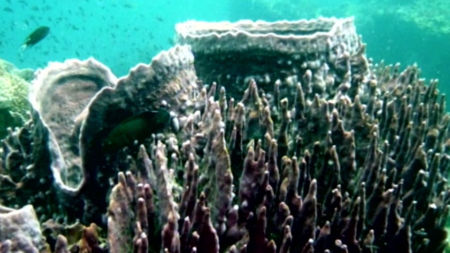 Was ist ein Korallenriff?