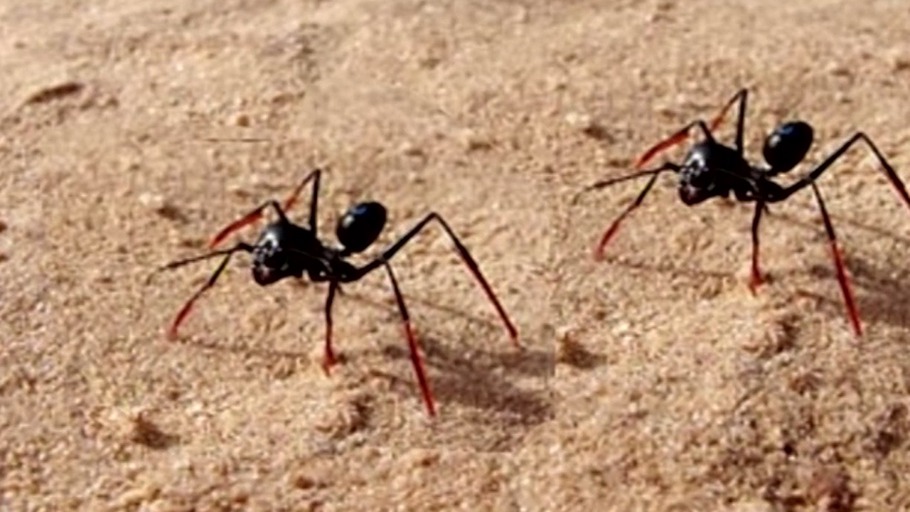 Die Ameise mit den Himmelsaugen