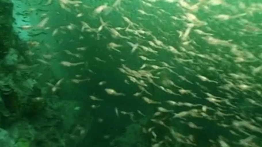 Wer sich vermehrt, lebt nicht verkehrt