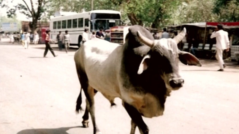 Die wachen Augen Indiens