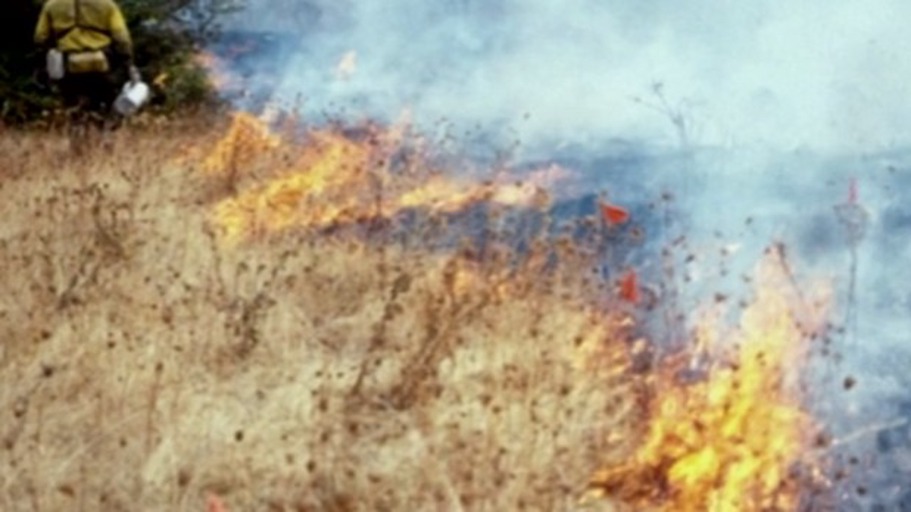 Das Prinzip der harten Hand