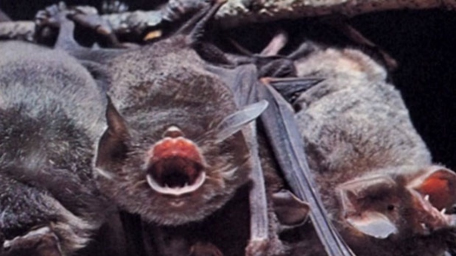 Unsere fliegenden Verwandten in der Nacht