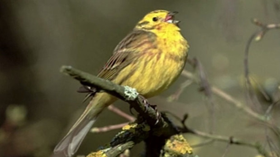 Wer die Nachtigall stört