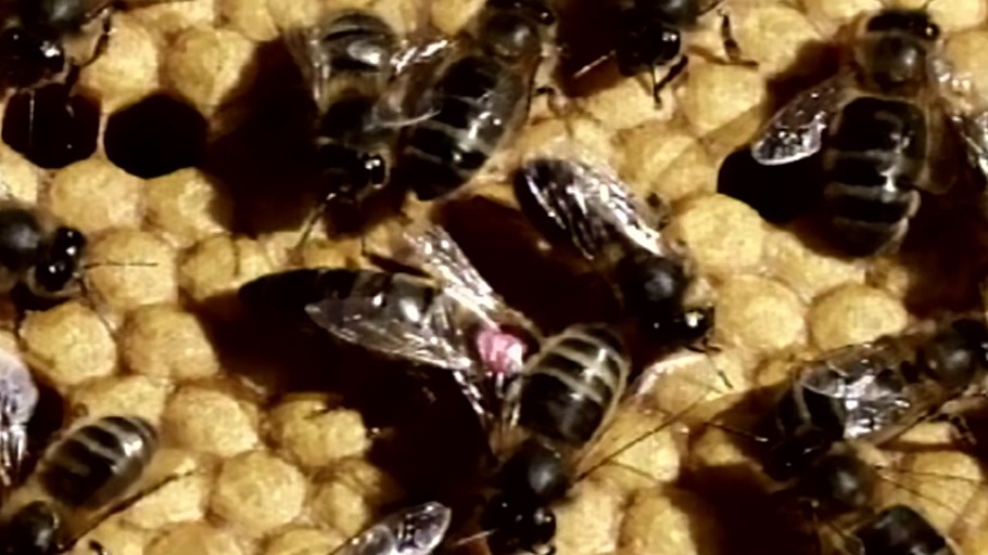 Harmonie im Bienenstock?