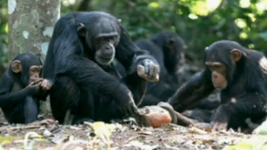 Feldforschung im Schimpansenwald