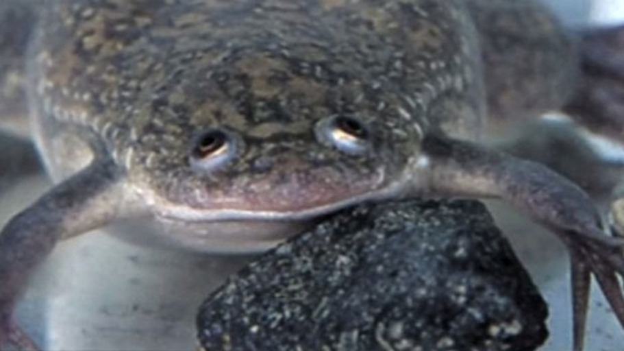 Mein Lieblingsfrosch Xenopus