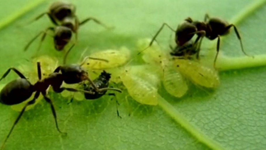 Der Masterplan sozialer Insekten