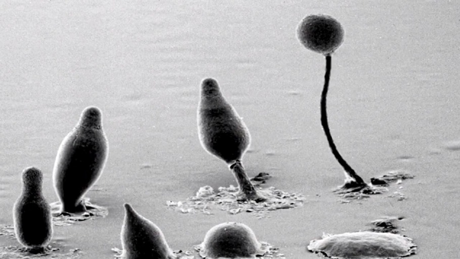 Dicty, der Schleimpilz