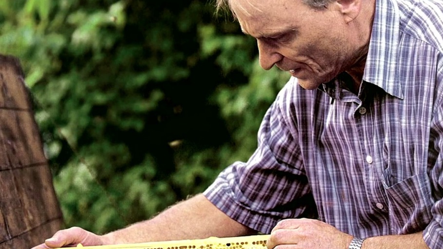 Die enorme Robustheit der Insekten