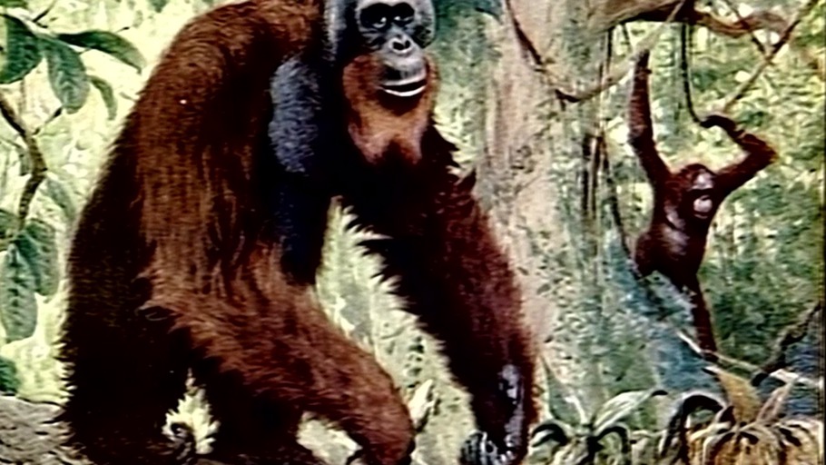 Das Böse in der Affenwelt