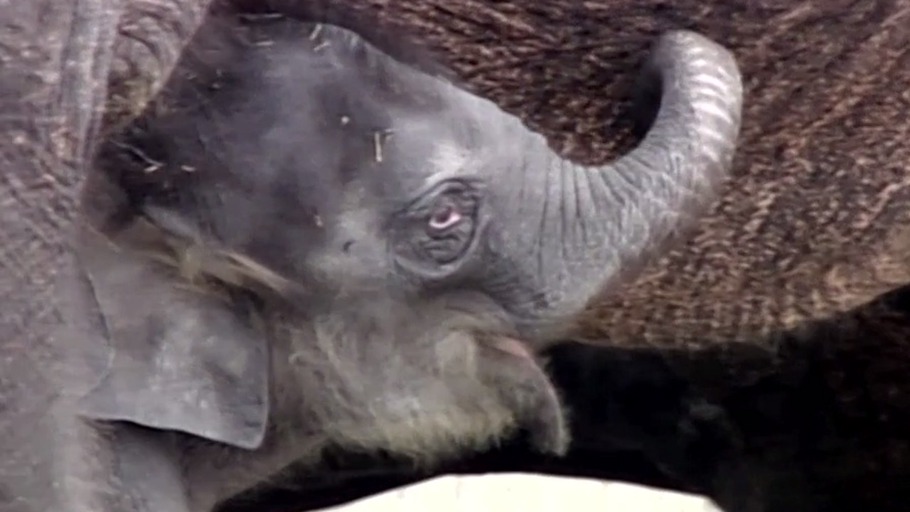 Elefanten als Lerntiere