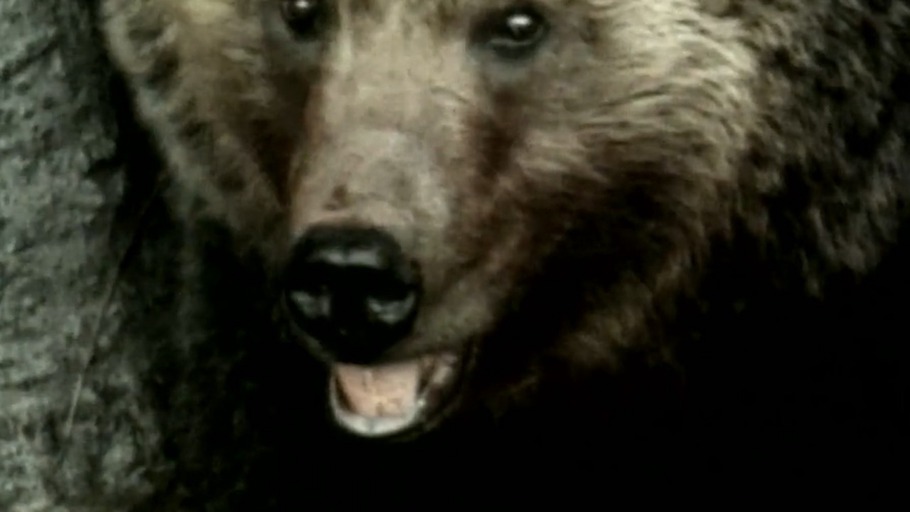 Für Grizzlies sind alle Menschen Bären