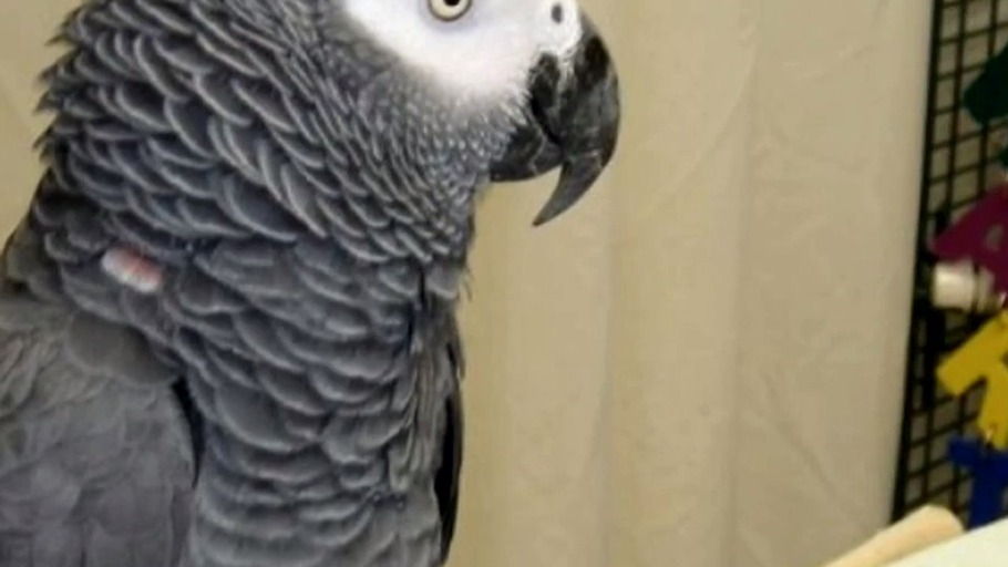 Gehirne von Menschen und Vögeln