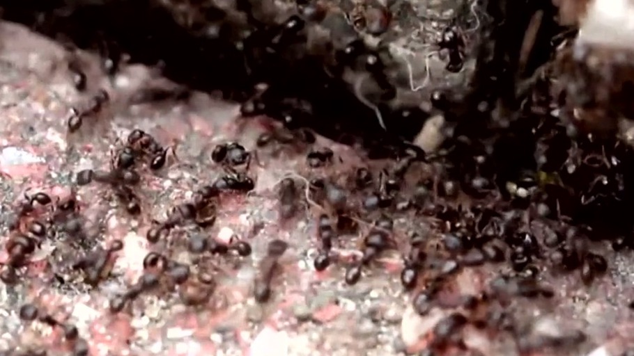 Ameisen (das "politische" Tier)