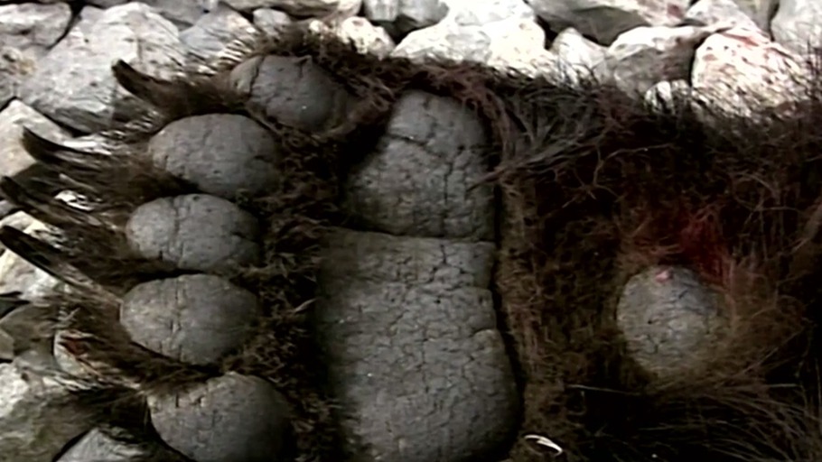 Fed Bear - Dead Bear