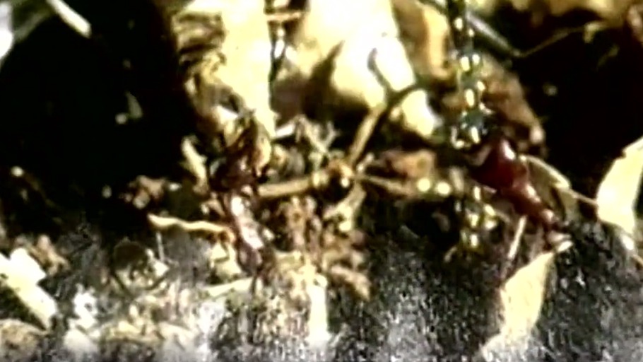 Zehntausend Billionen Ameisen