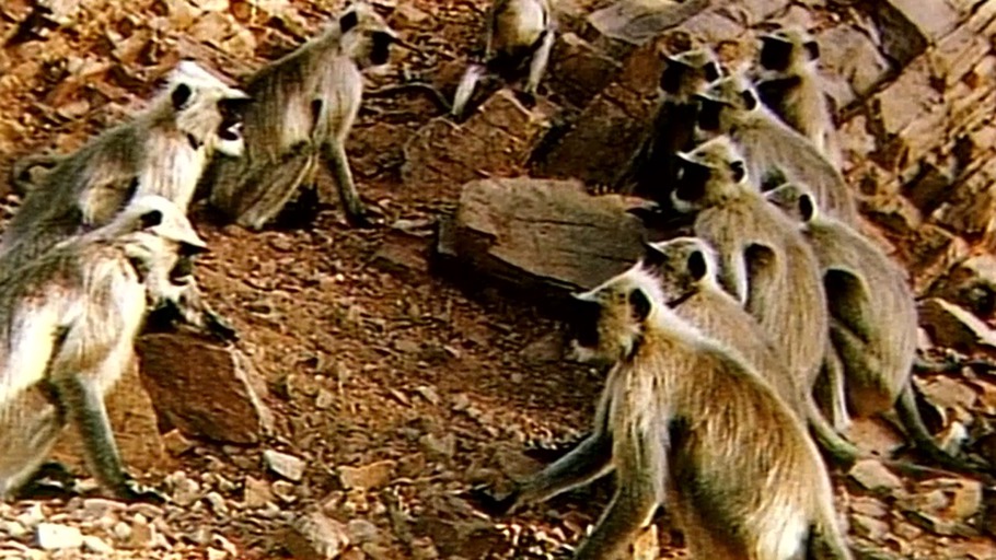 Der Affe mit dem längsten Schwanz