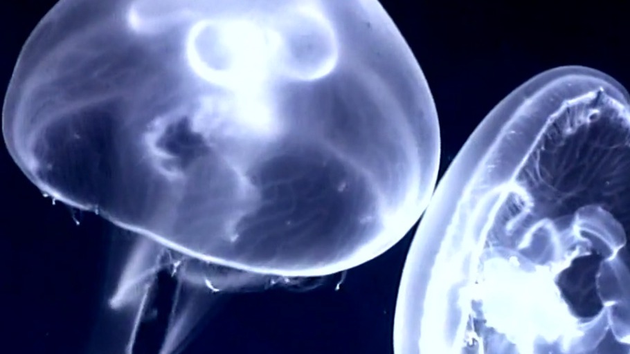 Intelligenz des Meeres