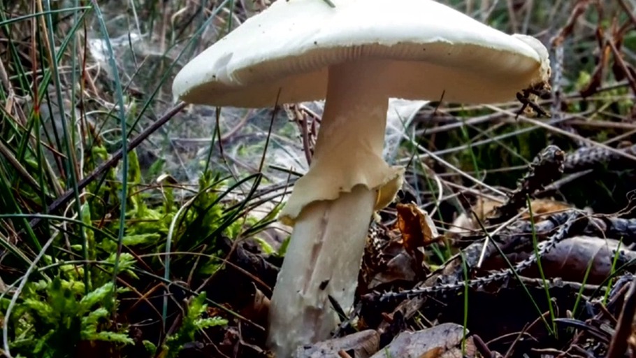 Der Tod aus dem Wald