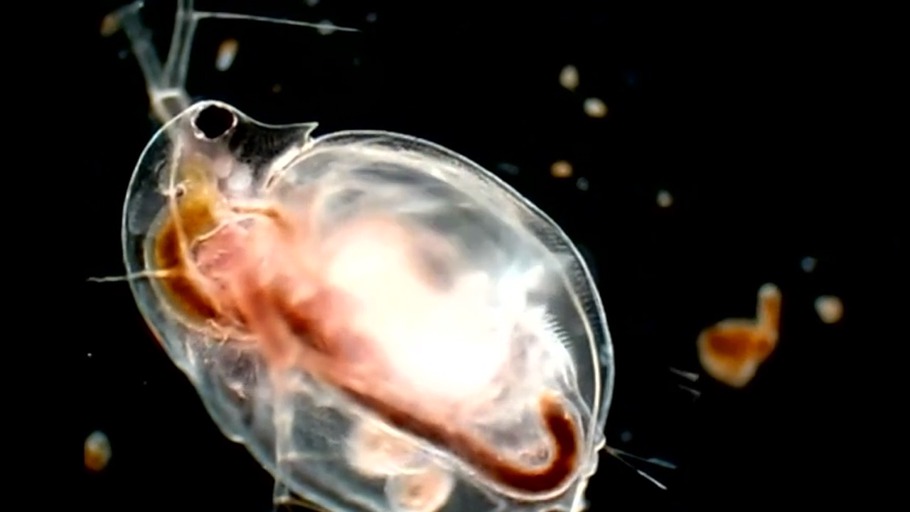 Wir überlisten den Tod