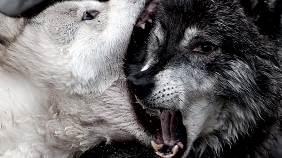 Kooperation im Tierreich