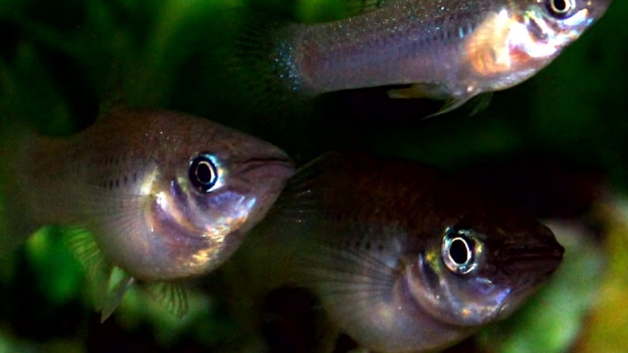 Paarungsverhalten der Millionenfische