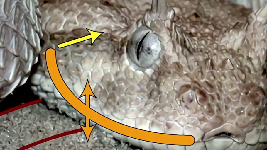 Leibniz und die Mathematik der Schlangen