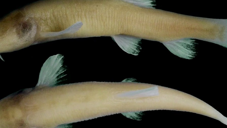 Nachricht von blinden Fischen