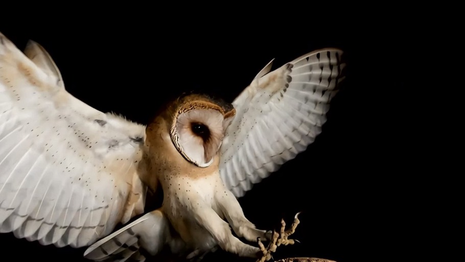 Mathematik der sinnlichen Kraft