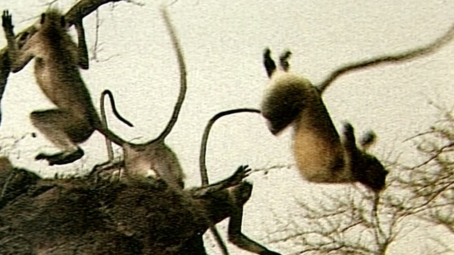 Kindermord bei heiligen Affen