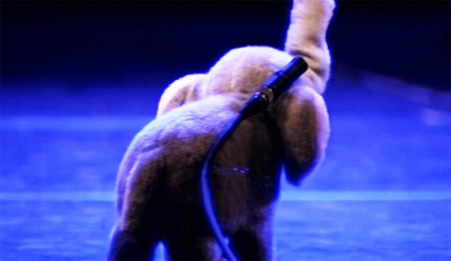 Ein Konzert für Tiere