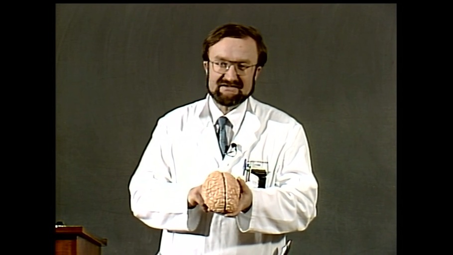 Das Gehirn, unser Zuhause