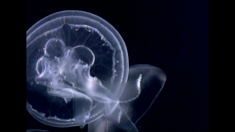 Tier und Mensch - Teil 1