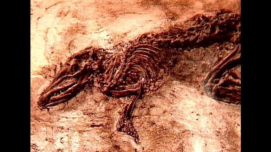 Versuch und Irrtum in der Natur