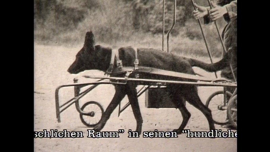 "Mit den Augen der Hunde"